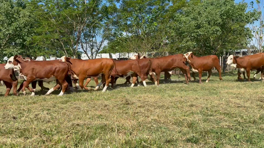 Lote 120 Terneros en Corrientes, Bella Vista