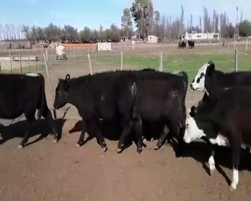 Lote 55 Terneros en Mayor Buratovich, Buenos Aires