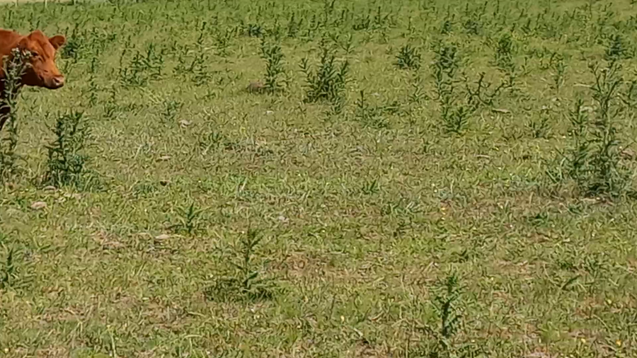 Lote 14 Vacas nuevas C/ cria en Huanguelen, Buenos Aires