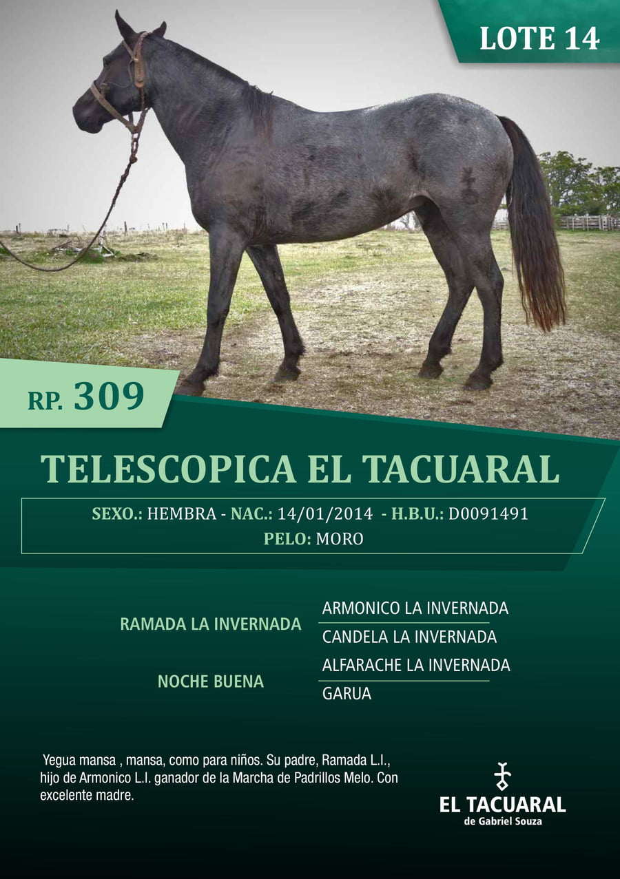 Lote TELESCOPICA EL TACUARAL - R.P. 309