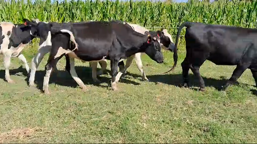 Lote 13 Terneros Holando a remate en Pantalla Camy en Rafael Peraza