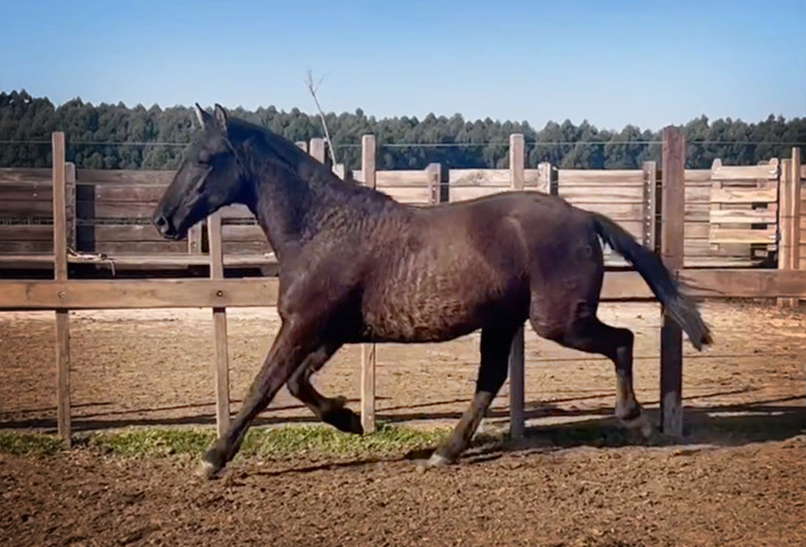 Lote PAULISTA FACUNDO
