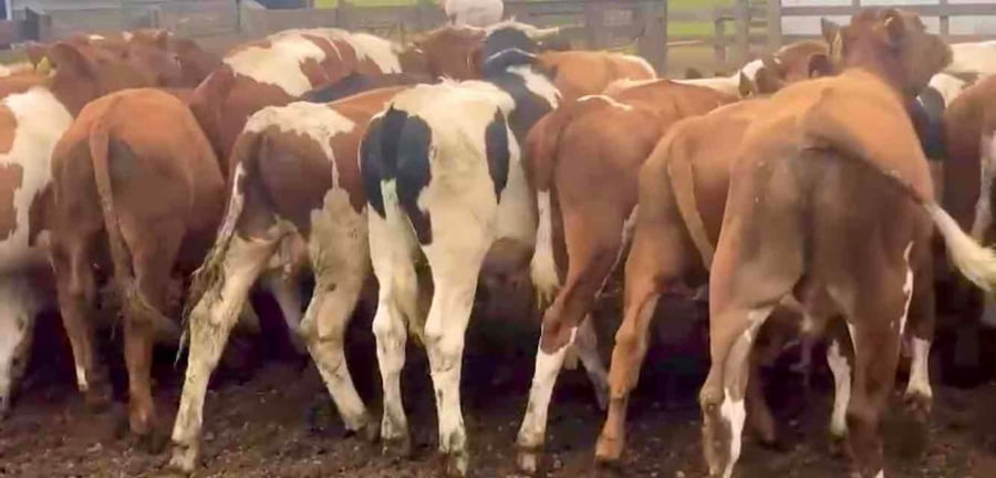 Lote 25 Novillo Engorda en X Región Los Lagos, Purranque