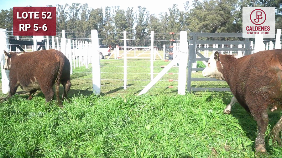 Lote VAQUILLONAS PR PREÑADAS PARICIÓN PRIMAVERA SELECCIONADAS