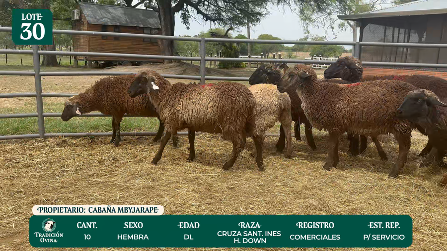 Lote LOTE 30 - POR PANTALLA