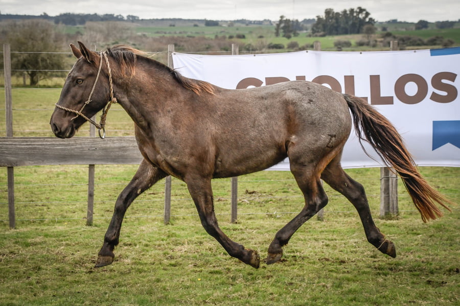 Lote TIZÓN MOLLES