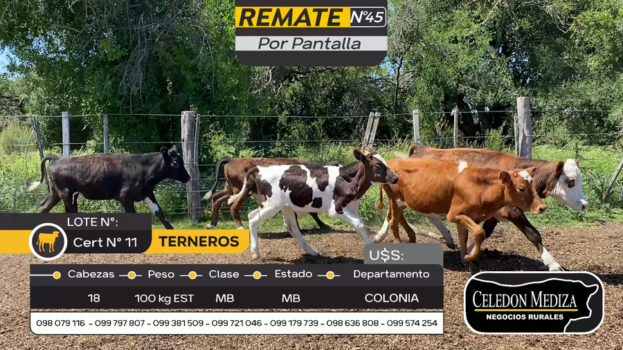 Lote 18 Terneros en Artilleros, Colonia