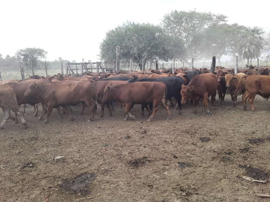 Lote 70 Vaquillonas en Riacho He-He, Formosa
