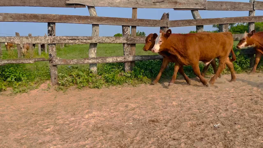 Lote 100 Terneros/as en Berón de Astrada, Corrientes