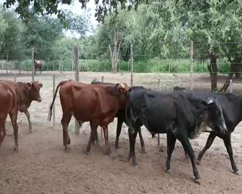 Lote 60 Novillitos en Monte Quemado, Santiago del Estero