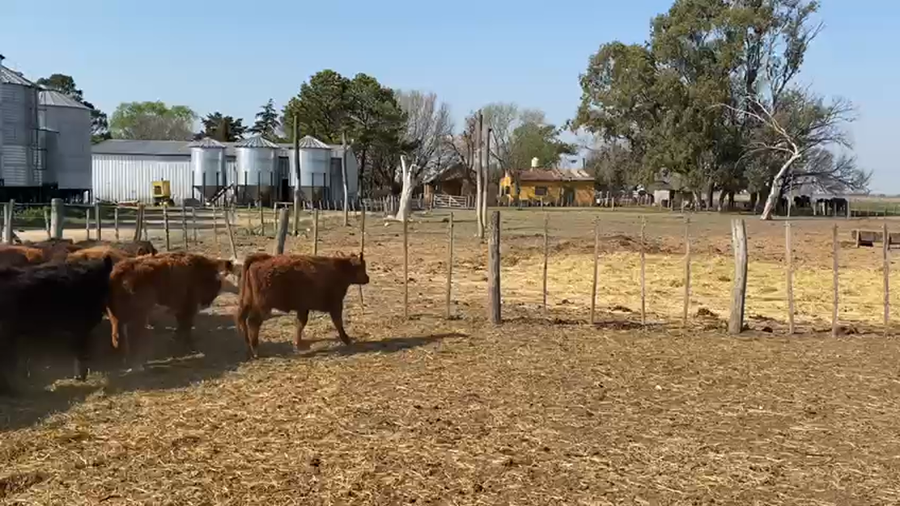 Lote 60 Terneros/as en Suipacha, Buenos Aires