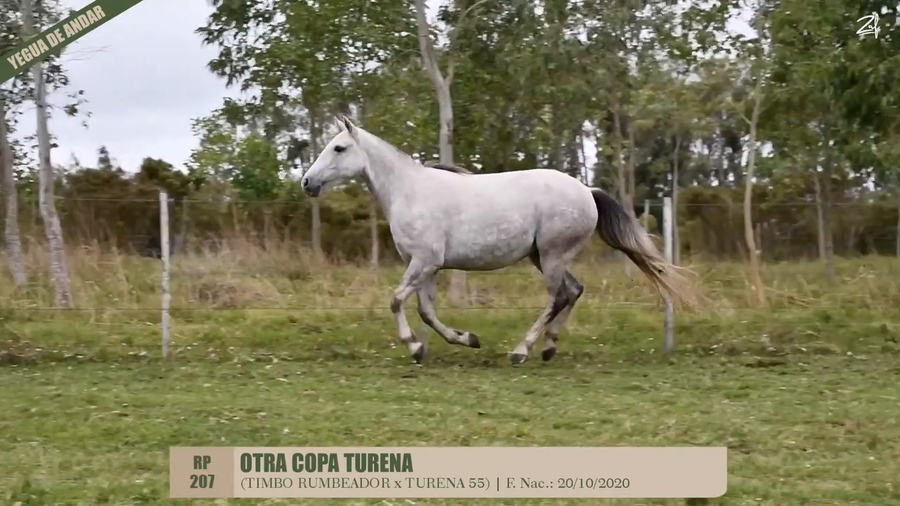 Lote OTRA COPA TURENA