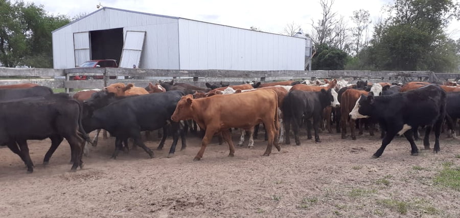 Lote SAENZ VALIENTE, BULLRICH Y Cia. S.A.