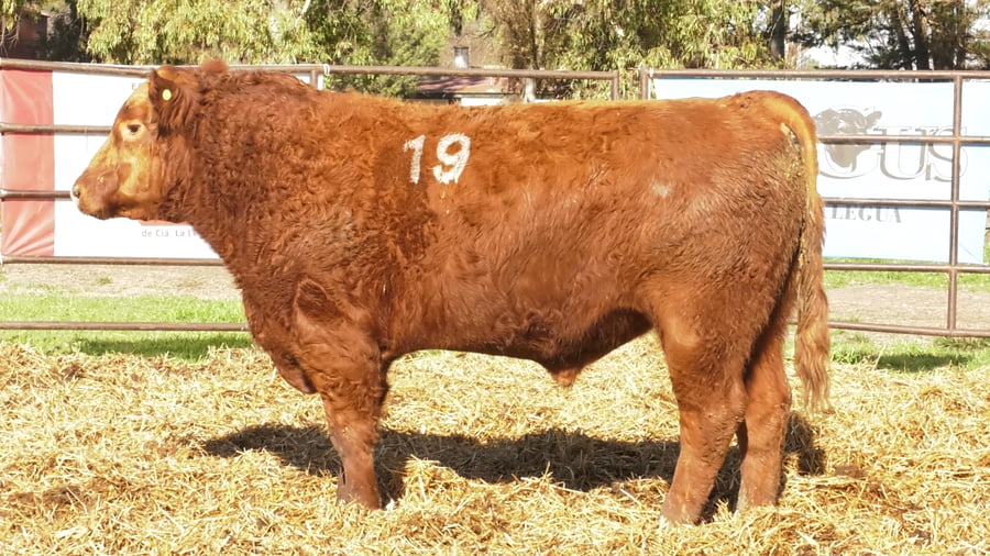 Lote TOROS ANGUS COLORADOS PC