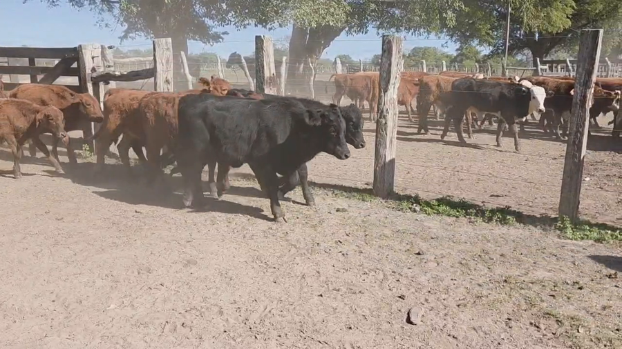Lote 128 Terneros en Corrientes, San Roque