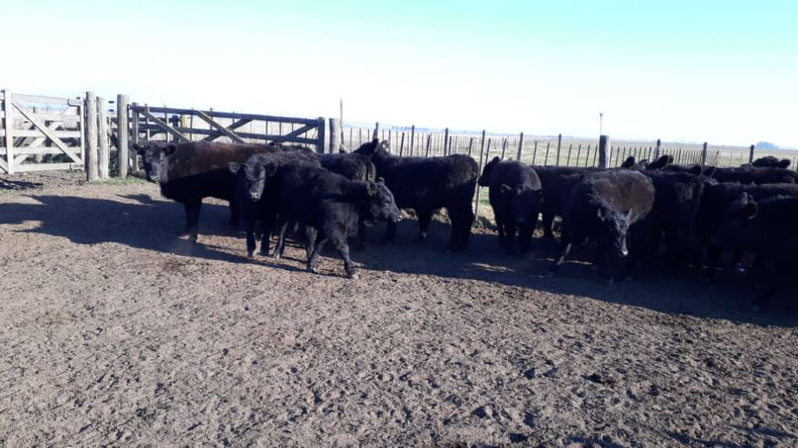 Lote 40 Terneras en arboledas, Buenos Aires