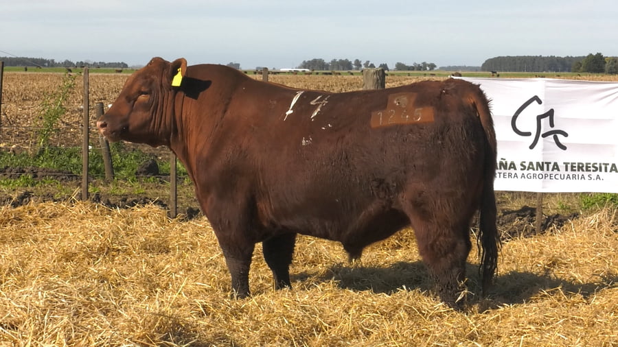 Lote Toros PC Colorado