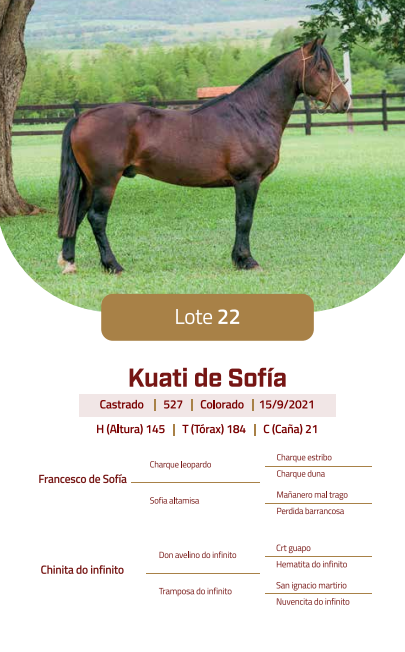 Lote LOTE 22