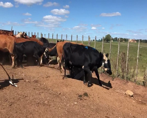 Lote 34 Vacas de Invernada en San Gabriel, Florida
