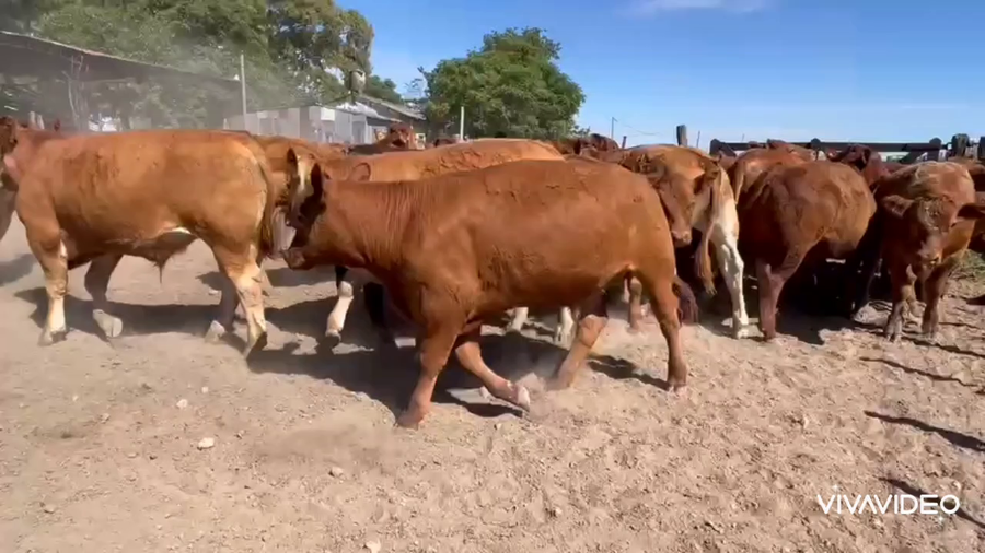 Lote 47 Novillitos en Gral. Las Heras, Buenos Aires