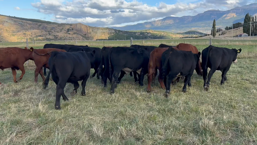 Lote 18 Novillo Engorda