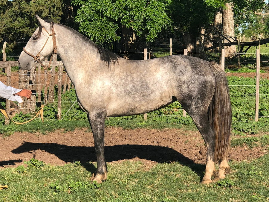 Lote DEL SILENCIO BORROSA