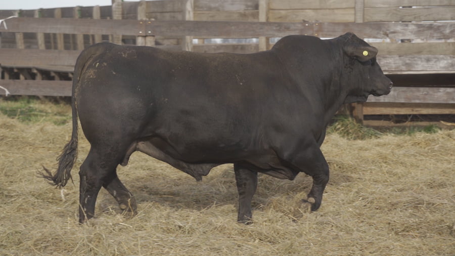 Lote TORO BRANGUS