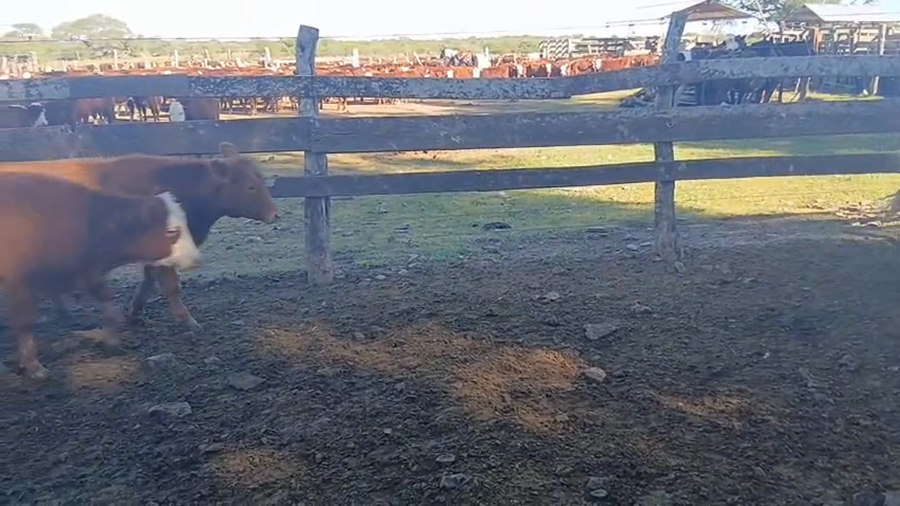 Lote 60 Terneros/as en Corrientes, Curuzu Cuatia