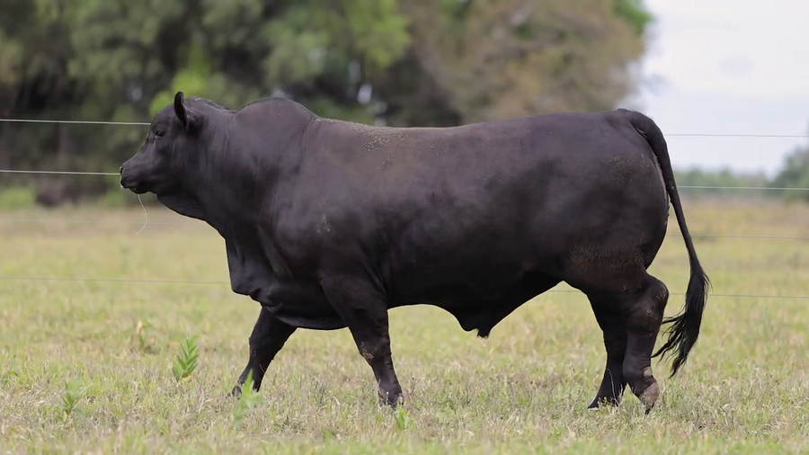Lote Toros Brangus - Cabaña El Candil