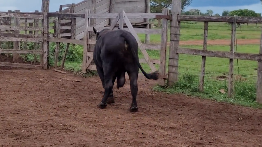 Lote Toros T. Brangus Negro a remate en Remate de Reproductores, Asunción
