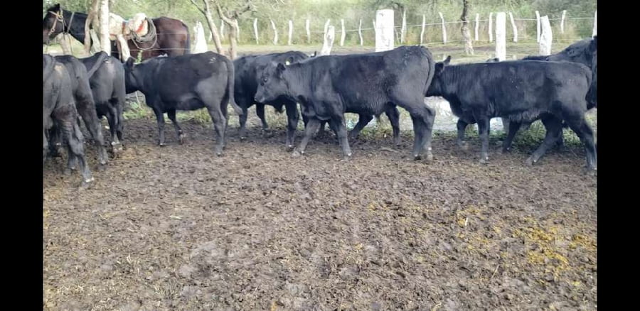 Lote 30 Terneros en Entre Ríos, Villaguay