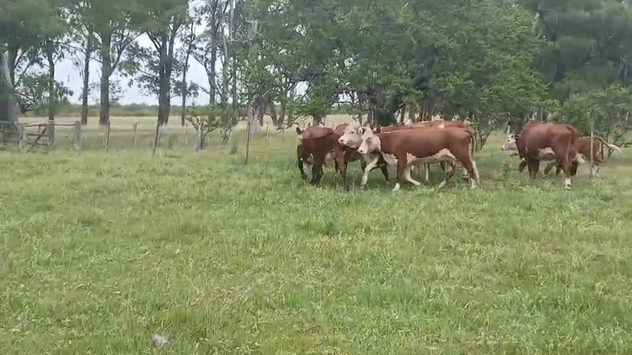 Lote 6 Vacas de invernar en Corrientes, Curuzu Cuatia