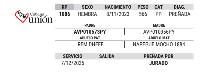 Lote LOTE 7