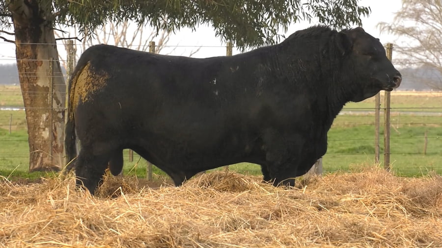 Lote TOROS PUROS DE PEDIGREE