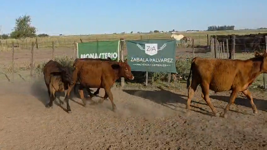 Lote 43 Terneros/as en Buenos Aires, Bolívar