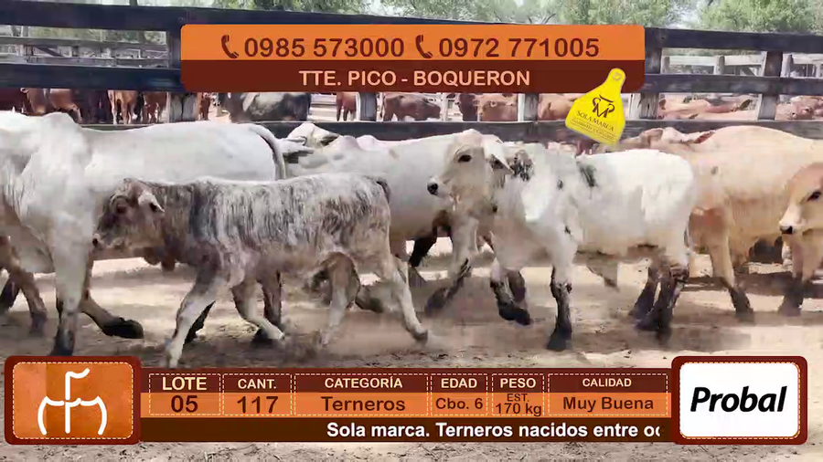 Lote Terneros Cbo 6