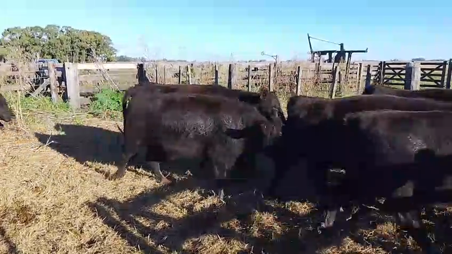 Lote 110 Vaquillonas C/ gtia de preñez