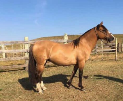 Lote PAYADORA LA RINCONADA