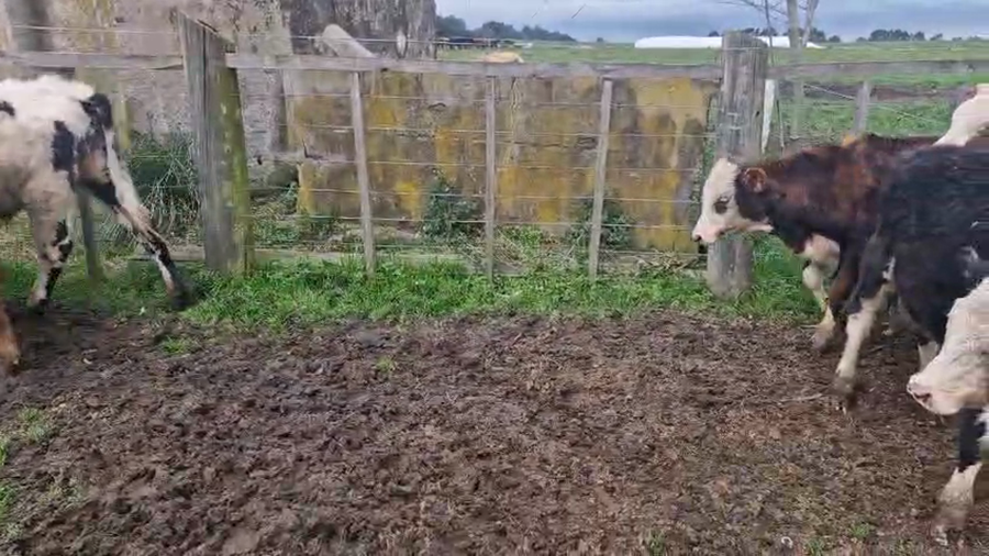 Lote 21 Terneros a remate en Pantalla Aniversario - Escritorio Camy, San José