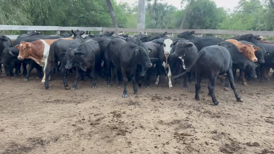 Lote 50 Novillos en Juan José Castelli, Chaco