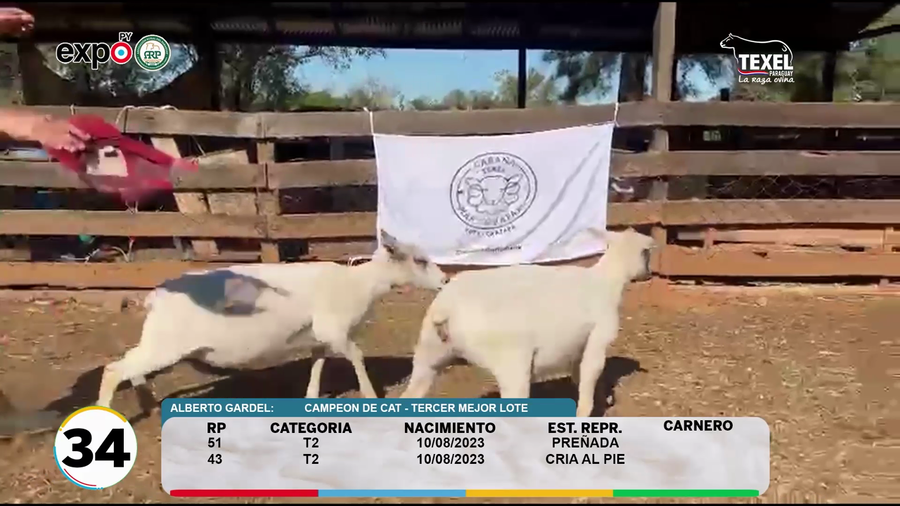 Lote LOTE 34