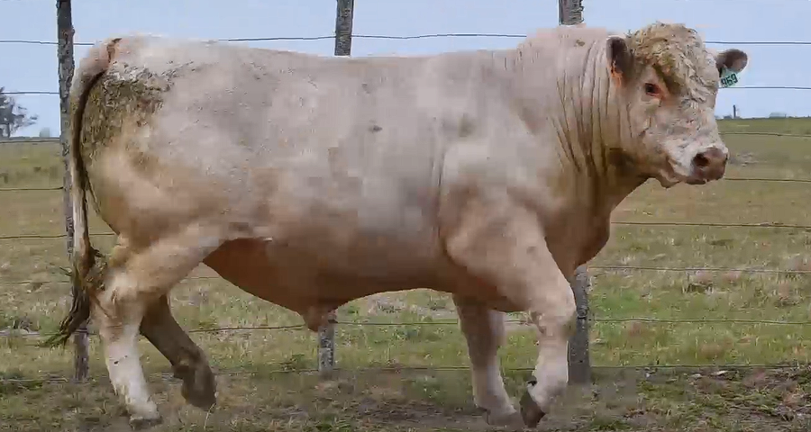 Lote TOROS POLLED CHAROLAIS PI 2 AÑOS RP 939 969 972