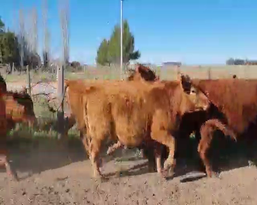 Lote 60 Terneras en Tapalqué, Buenos Aires