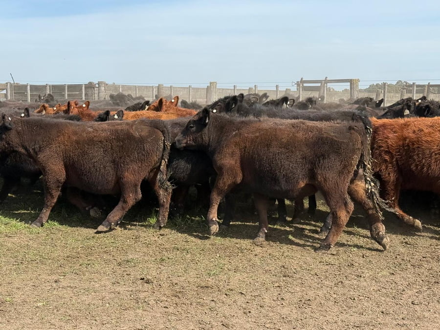 Lote 200 Novillitos en Tres Arroyos