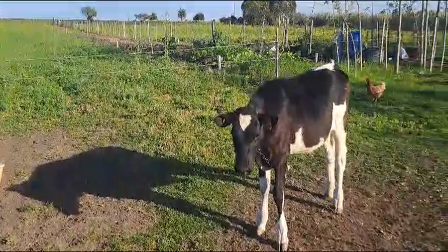 Lote 2 Terneros HOLANDO a remate en 9° Entre Martillos 160kg -  en CARRETA QUEMADA