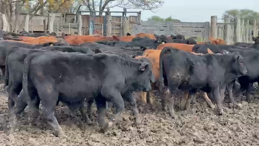 Lote 60 Terneros