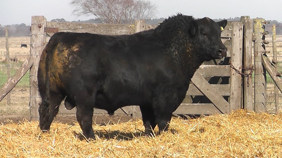 Lote TOROS PUROS POR CRUZA
