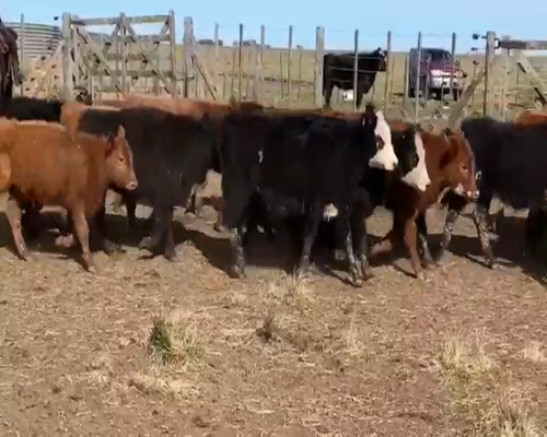 Lote Terneros/as en Laprida, Buenos Aires