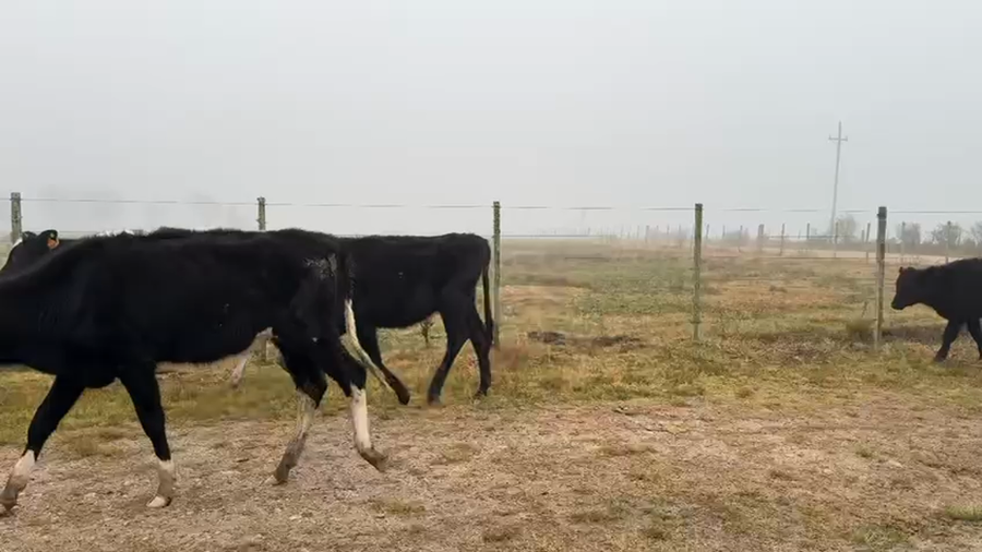 Lote TERNEROS Y TERNERAS