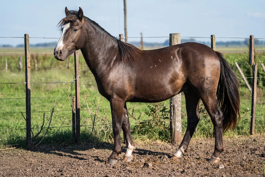 Lote VIRTUD JODON (Oculto)